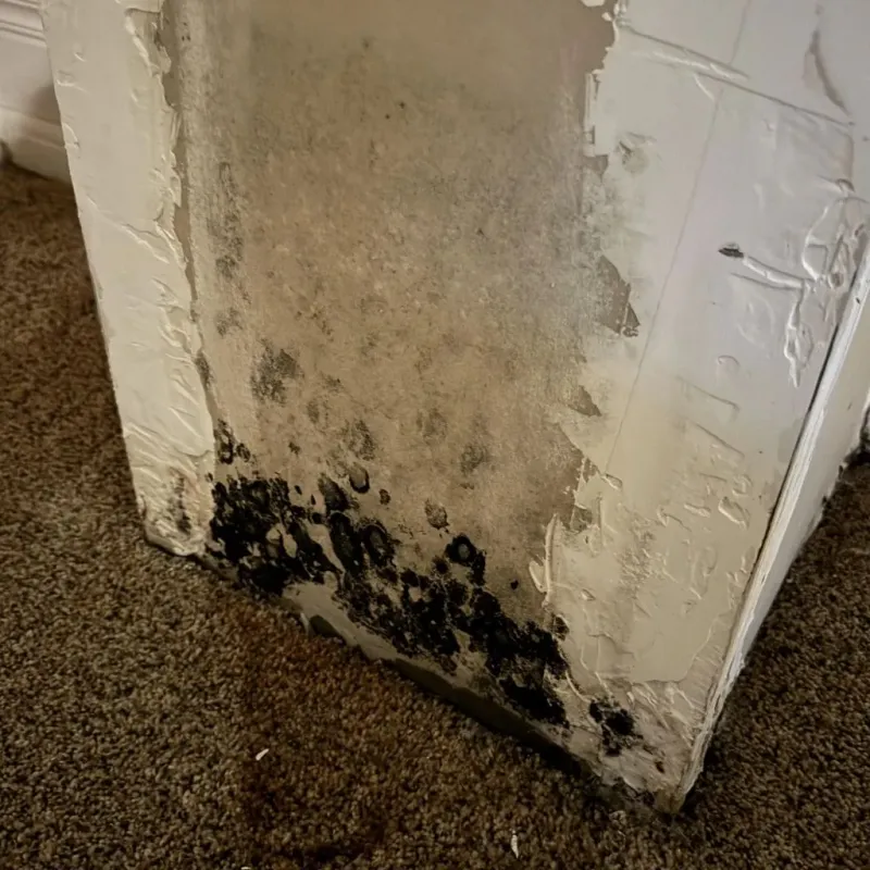 Professional Mold Removal in Lavaca County, TX